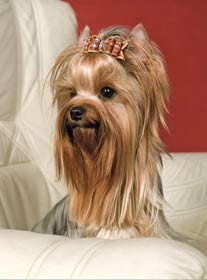 Аватара пользователя