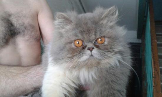 най кот перс котенокP9guJcI6_zs.jpg
