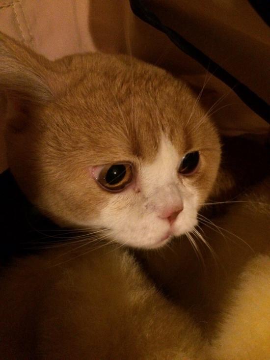 котик 22jp0HLuEb8Q.jpg
