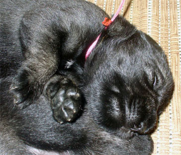 Pup_Lina_T_T_N_1P.jpg