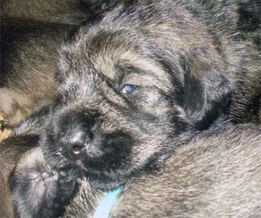 Pup_Lina_T_T_N_P.jpg