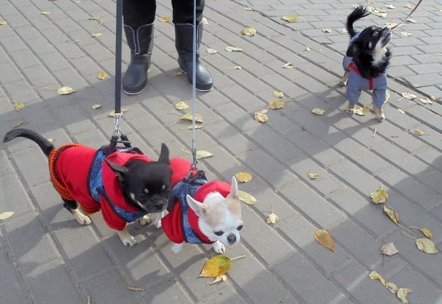DSC08149.JPG