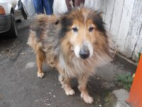 колли3s49H-aT8w0.jpg