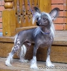 Китайскаяa6ANeEo0LjE.jpg