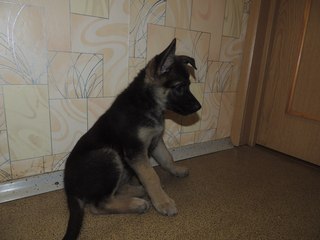 Щенки овчарки2pT_HEtZqt4.jpg