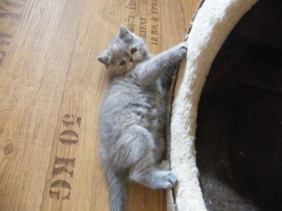 Котенок3.jpg