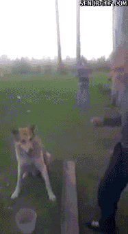 Lr0DGK--dUKtXJq36gRNKg2.gif