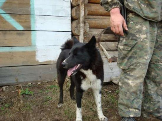 пот соб лайка106030793_1_644x461_propala-sobaka-kirov.jpg