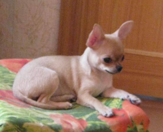 Копия IMG_4601.JPG
