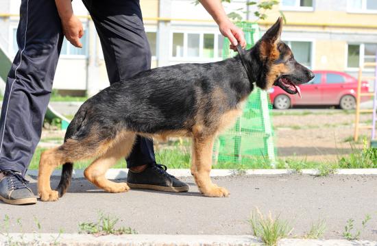 честари.jpg