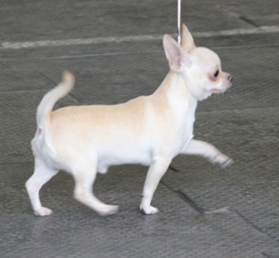 Копия IMG_4237_cr.jpg