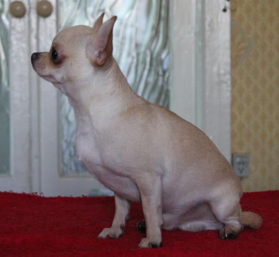 Копия IMG_6429.JPG