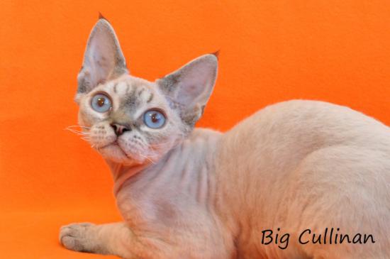 Big Cullinan's Daniel Pretty Boy - кот