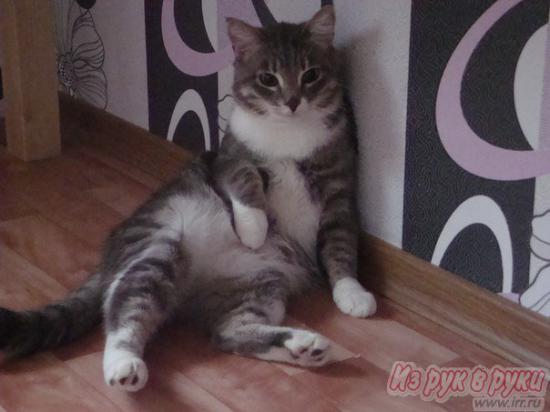 кот Митюша.jpg