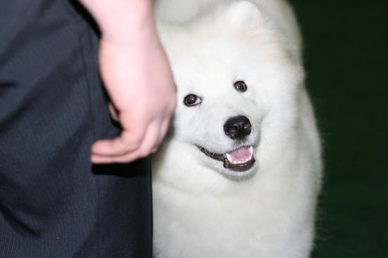 хитрющий.JPG