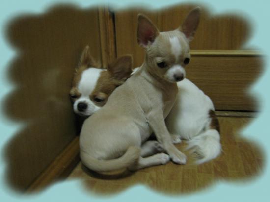 Копия IMG_6108.JPG