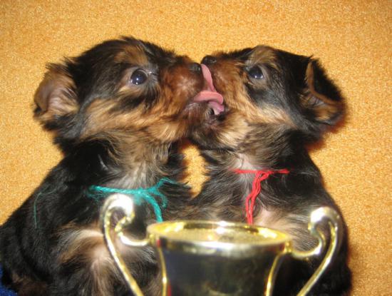 зеленый и красная поцелуй.jpg