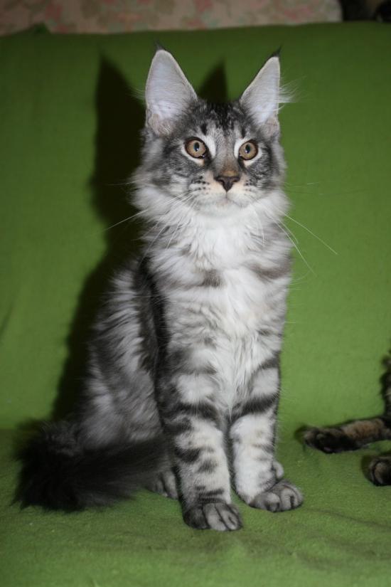 Кот_4.JPG