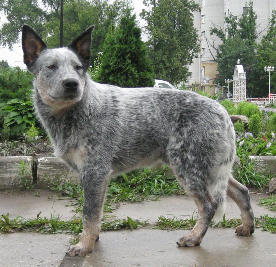 Крис