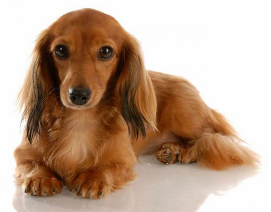 long-haired-dachshund_big.jpg
