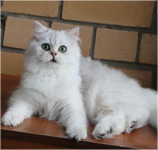 Котик Hans<br />серебристый затушеванный с зелеными глазами
