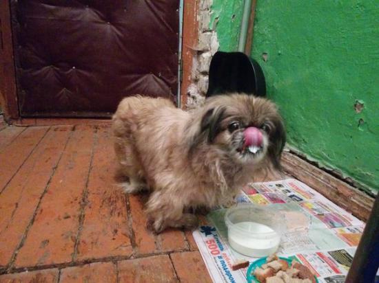 най пекинесAcEcEvMbJBQ.jpg