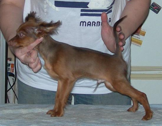 Имбирь Офрайт из Дома Бус ,  14 декабря  2011 года.jpg