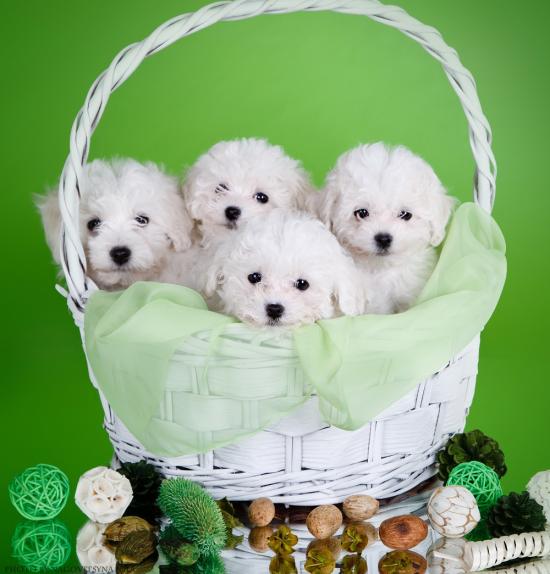 Puppies.jpg