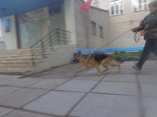 ,эл4.jpg